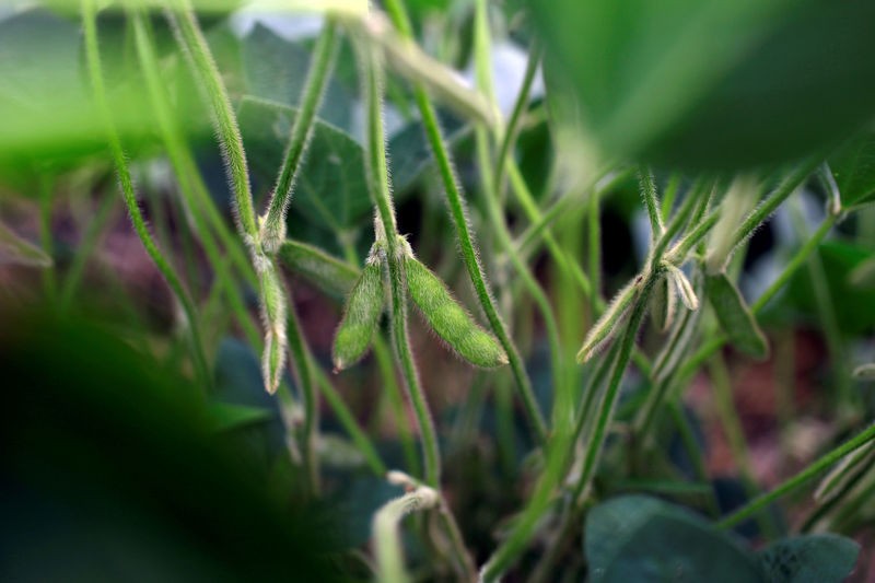 Nagpur Soybean, Soyoil, Soymeal