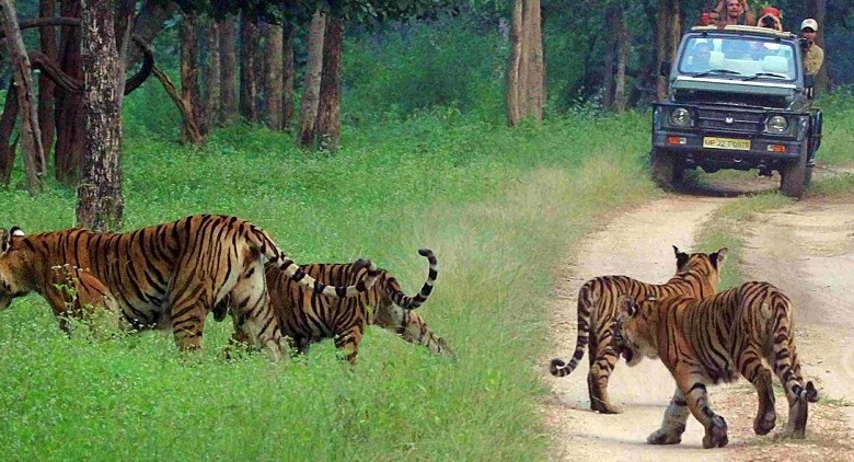 Pench Safari | Pench Tiger Reserve