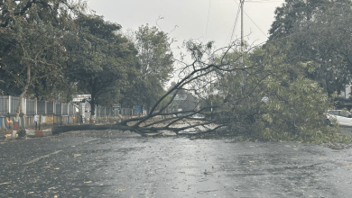 Nagpur rainstorm wreaking havoc, trees fallen, power lines down. | rain |