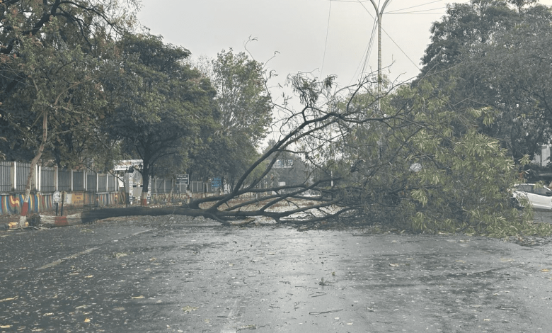 Nagpur rainstorm wreaking havoc, trees fallen, power lines down. | rain |