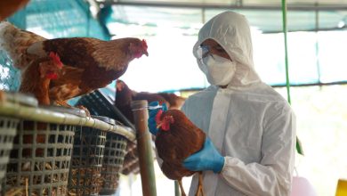 Image depicting the swift action and containment measures at Nagpur Regional Hatchery Centre during the bird flu crisis.