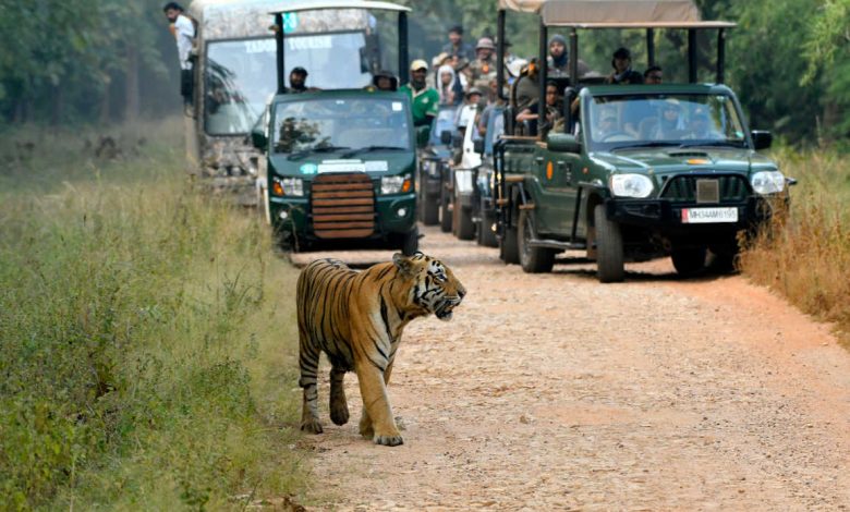 An image depicting a safari vehicle driving through a wildlife reserve. | TATR