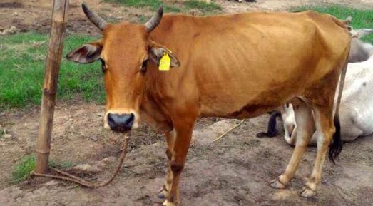 Ear Tagging Cattle | Illegal Transport: A cattle with an ear tag, representing the importance of ear tagging for livestock management.