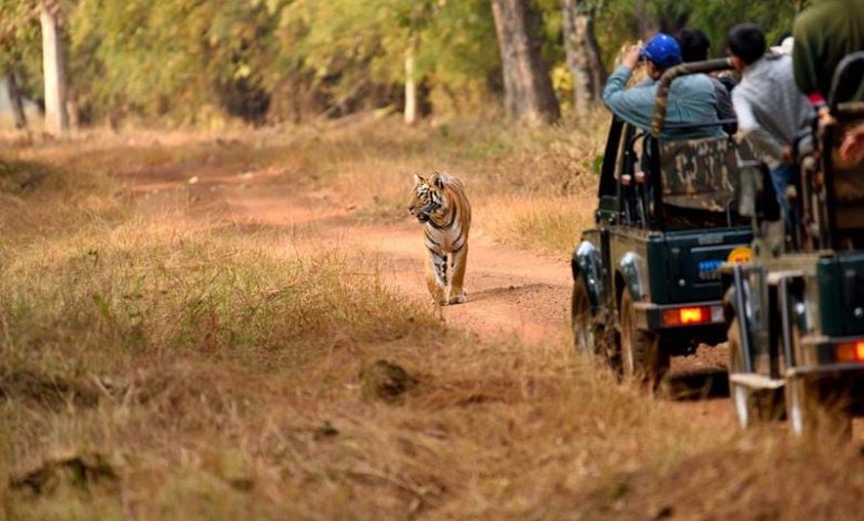 A safari vehicle in Tadoba-Andhari Tiger Reserve with lush forest and a tiger in the background, representing the increased charges and the majestic experience awaiting tourists.