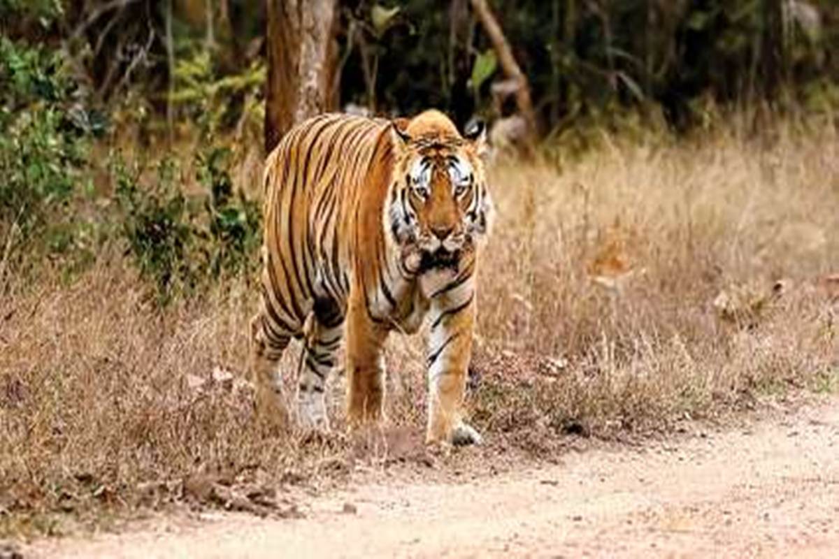 The Tipeshwar control is moving from Pench to Melghat | Nagpur updates