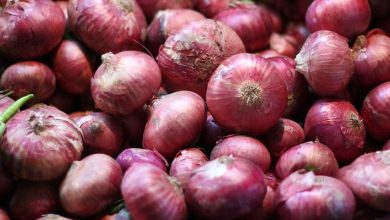 Onion Price Kalamna Market Nagpur