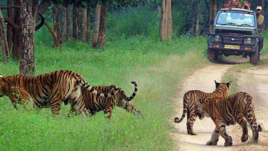 Pench Safari | Pench Tiger Reserve