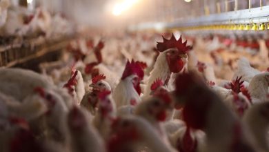 Image depicting the response team in protective gear addressing the bird flu outbreak in Nagpur.