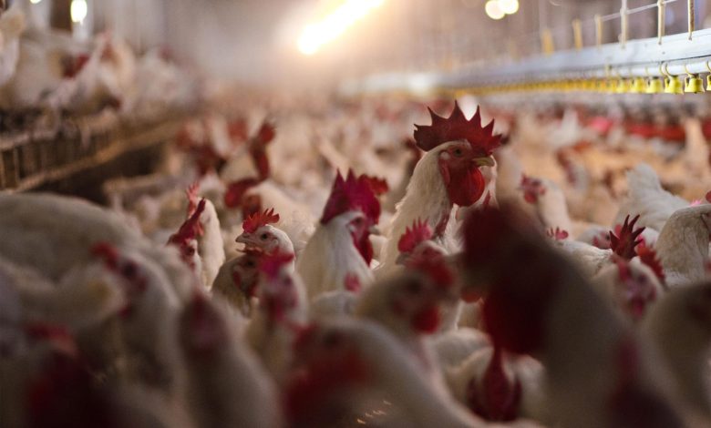 Image depicting the response team in protective gear addressing the bird flu outbreak in Nagpur.