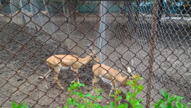 Maharajbag Zoo welcomes new black bucks and Chousingha, enhancing biodiversity and conservation efforts.