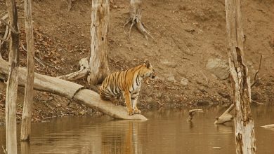 A mesmerizing landscape showcasing the vibrant flora and fauna of Pench Tiger Reserve.