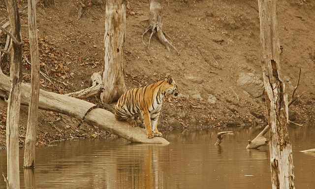 Pench Tiger Reserve: A Haven for Wildlife Enthusiasts