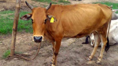 Ear Tagging Cattle | Illegal Transport: A cattle with an ear tag, representing the importance of ear tagging for livestock management.