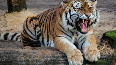 A majestic tiger in its natural habitat, symbolizing the urgent need for conservation efforts. Tiger deaths Maharashtra