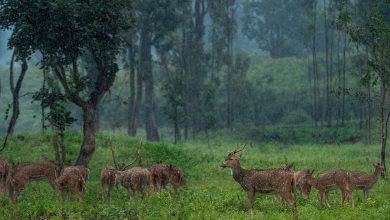 wildlife sanctuary | Pench monsoon safari: Lush green forest during monsoon with a tiger in the background.