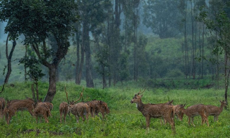 wildlife sanctuary | Pench monsoon safari: Lush green forest during monsoon with a tiger in the background.