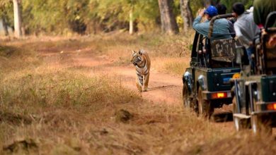 A safari vehicle in Tadoba-Andhari Tiger Reserve with lush forest and a tiger in the background, representing the increased charges and the majestic experience awaiting tourists.