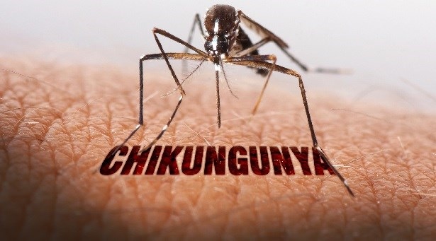 A map of Nagpur with mosquito icons, highlighting areas of chikungunya outbreaks.