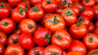 Tomatoes affected by unseasonal rains and virus attack, leading to a significant price hike in Nashik markets.