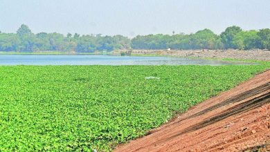 Eichhornia spreading in Ambazari Lake due to sewage pollution.