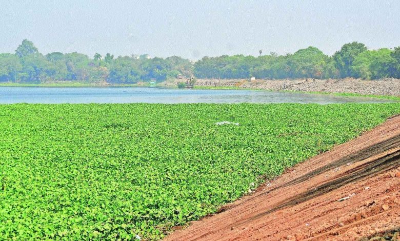 Eichhornia spreading in Ambazari Lake due to sewage pollution.