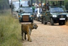 A serene jungle safari scene with tourists observing wildlife without cellphones.