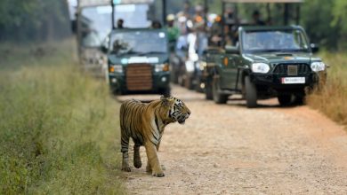 A serene jungle safari scene with tourists observing wildlife without cellphones.