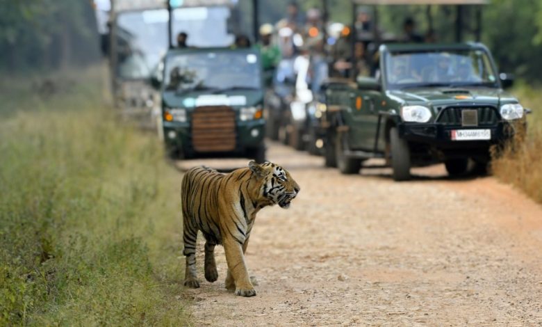 A serene jungle safari scene with tourists observing wildlife without cellphones.