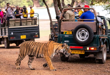 Tourists enjoying a serene jungle safari without mobile distractions