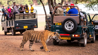 Tourists enjoying a serene jungle safari without mobile distractions