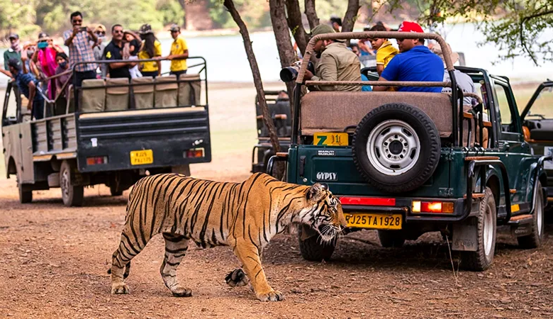 Tourists enjoying a serene jungle safari without mobile distractions