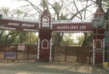 Dilapidated tiger enclosure at Maharajbag Zoo in Nagpur.