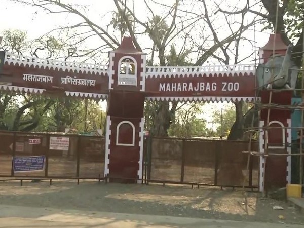 Dilapidated tiger enclosure at Maharajbag Zoo in Nagpur.