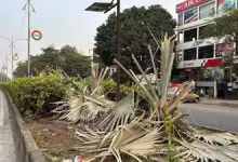 A barren stretch of Nagpur's Inner Ring Road where 552 trees were felled for advertising installations. Nagpur tree felling incident