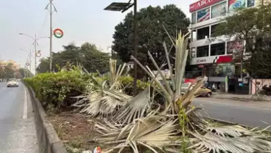 A barren stretch of Nagpur's Inner Ring Road where 552 trees were felled for advertising installations. Nagpur tree felling incident