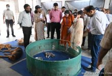 Stray dogs in a newly developed shelter with modern facilities and open play areas. Bhandewadi Animal Shelter Redevelopment