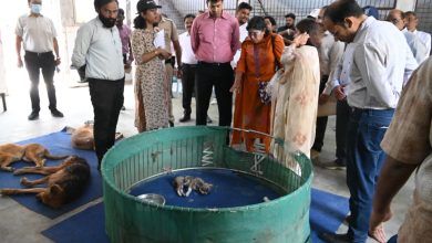 Stray dogs in a newly developed shelter with modern facilities and open play areas. Bhandewadi Animal Shelter Redevelopment