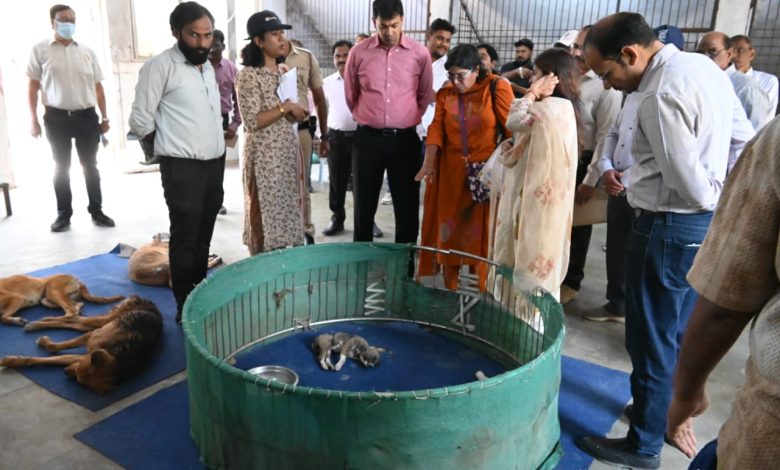 Stray dogs in a newly developed shelter with modern facilities and open play areas. Bhandewadi Animal Shelter Redevelopment