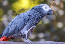 African Grey Parrots at Gorewada Zoo – New Attraction in Nagpur