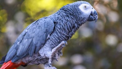 African Grey Parrots at Gorewada Zoo – New Attraction in Nagpur