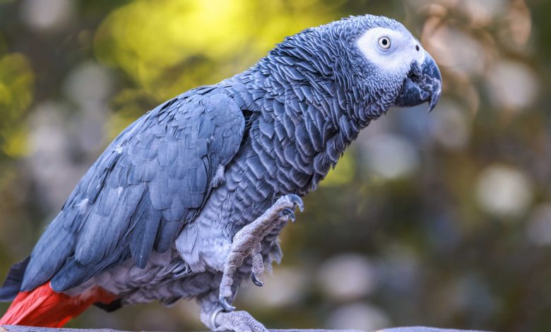 African Grey Parrots at Gorewada Zoo – New Attraction in Nagpur