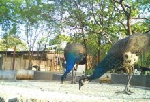 Lush greenery and wildlife inside Raj Bhavan Biodiversity Park, Nagpur – an urban oasis