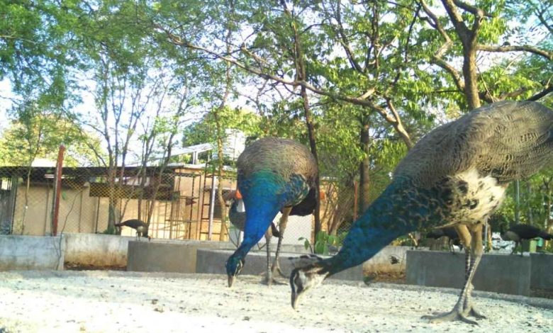Lush greenery and wildlife inside Raj Bhavan Biodiversity Park, Nagpur – an urban oasis