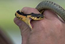 Verified Snake Rescuers in Nagpur City and Rural