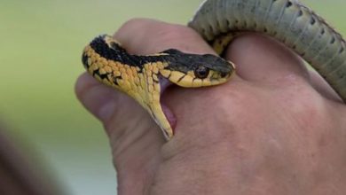 Verified Snake Rescuers in Nagpur City and Rural