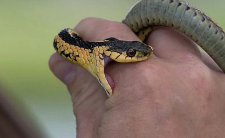 Verified Snake Rescuers in Nagpur City and Rural